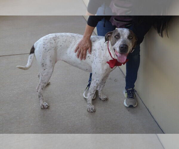 Medium Photo #2 Pointer-Unknown Mix Puppy For Sale in McKinney, TX, USA