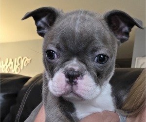 Boston Terrier Puppy for sale in NEWBURGH, IN, USA