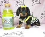 Small Photo #12 Dachshund Puppy For Sale in LAS VEGAS, NV, USA