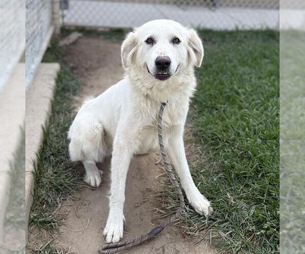 Medium Photo #2 Great Pyrenees Puppy For Sale in Modesto, CA, USA