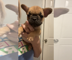 French Bulldog Puppy for sale in DERBY, KS, USA