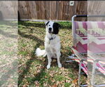 Small #13 Great Pyrenees Mix