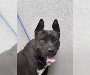 Siberian Husky-Unknown Mix Dogs for adoption in Las Vegas, NV, USA