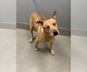 German Shepherd Dog-Unknown Mix Dogs for adoption in Las Vegas, NV, USA
