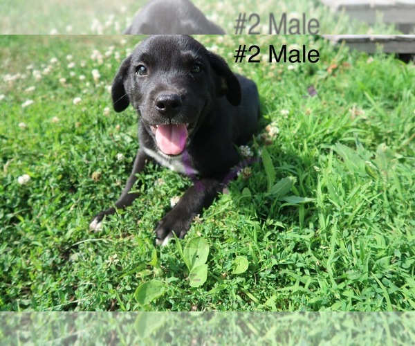 Medium Photo #5 Sheprador Puppy For Sale in ELGIN, IL, USA
