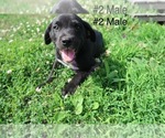 Small #4 Sheprador