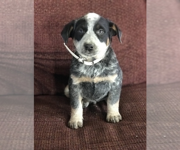 Medium Photo #8 Australian Cattle Dog Puppy For Sale in BOWLING GREEN, KY, USA