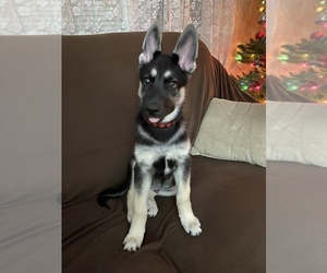 German Shepherd Dog-Huskimo Mix Puppy for sale in N MILFORD, NJ, USA