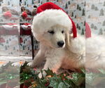 Small #5 Great Pyrenees