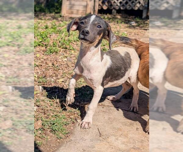 Medium Photo #1 Chihuahua-Unknown Mix Puppy For Sale in San Antonio, TX, USA