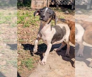 Chihuahua-Unknown Mix Dogs for adoption in San Antonio, TX, USA