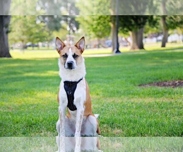 Medium Photo #18 Mutt Puppy For Sale in Sandy, UT, USA