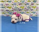 Image preview for Ad Listing. Nickname: Tiny Haley