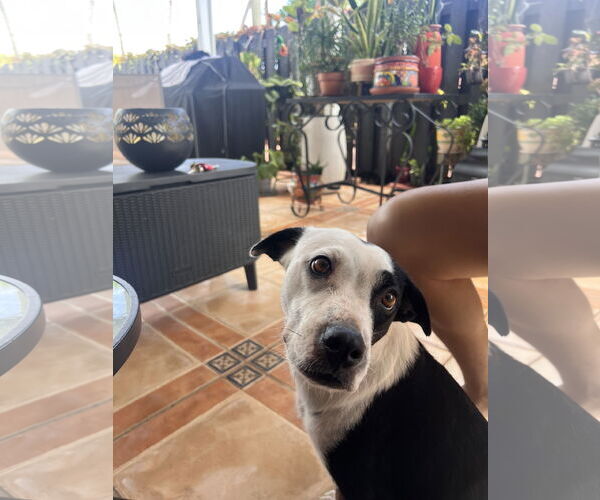 Medium Photo #2 Mutt Puppy For Sale in Miami, FL, USA