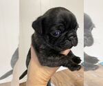 Puppy 4 Pug
