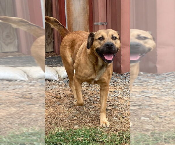 Medium Photo #1 Mutt Puppy For Sale in Bryant, AR, USA