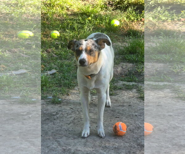 Medium Photo #9 Mutt Puppy For Sale in Oakhurst, NJ, USA
