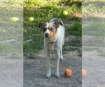 Small Photo #9 Mutt Puppy For Sale in Oakhurst, NJ, USA