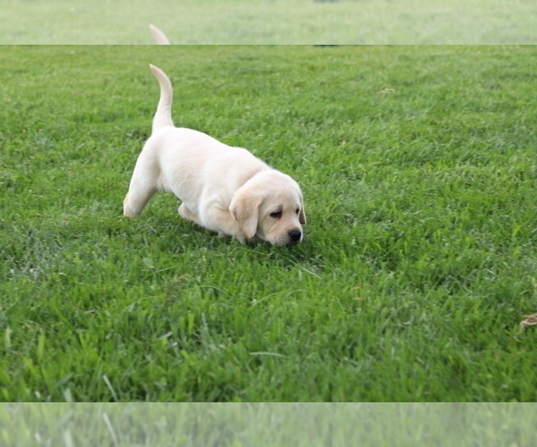Medium Photo #11 Labrador Retriever Puppy For Sale in WELLMAN, IA, USA