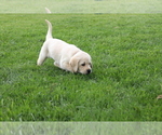 Small #1 Labrador Retriever