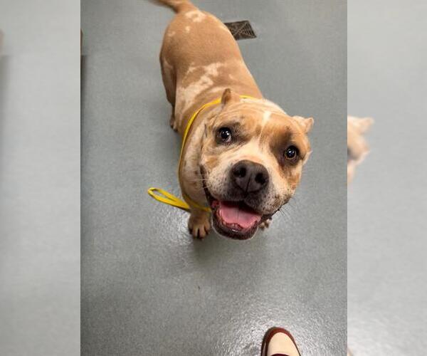 Medium Photo #1 Mutt Puppy For Sale in Baytown, TX, USA