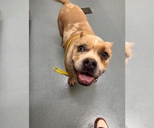 Mutt Dogs for adoption in Baytown, TX, USA