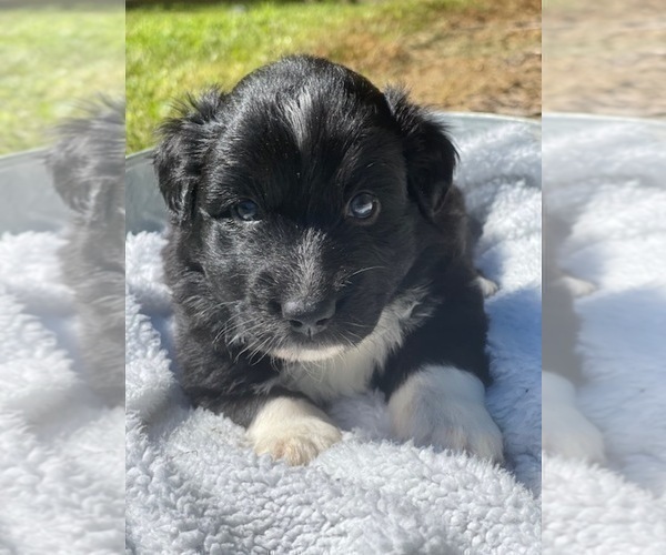 Medium Photo #5 Australian Shepherd Puppy For Sale in YADKINVILLE, NC, USA
