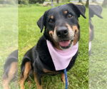 Small Rottweiler