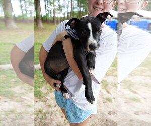 American Pit Bull Terrier-Unknown Mix Dogs for adoption in Holly Springs, NC, USA