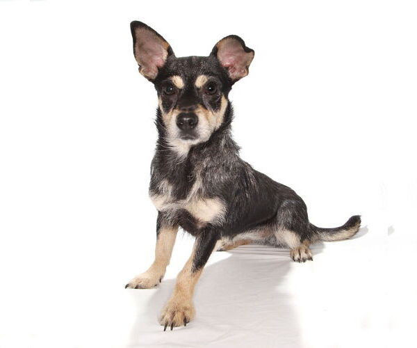 Medium Photo #2 Chihuahua Puppy For Sale in Oakland Park, FL, USA