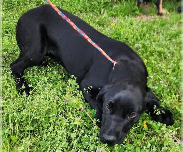 Medium Photo #3 Labrador Retriever-Unknown Mix Puppy For Sale in Wetumpka, AL, USA