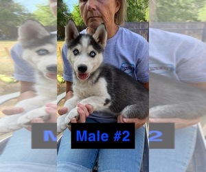 Siberian Husky Puppy for sale in BOISE, ID, USA