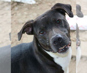 Nancy - Female Labrador Retriever-Staffordshire Bull Terrier Mix Dog for Adoption - Photo #4