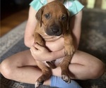 Small #15 Rhodesian Ridgeback