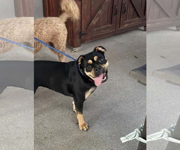 Medium Photo #4 English Bullweiler Puppy For Sale in Turlock, CA, USA