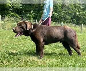 Father of the Labrador Retriever puppies born on 08/26/2025