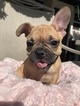 Small Photo #12 French Bulldog Puppy For Sale in EASTVALE, CA, USA