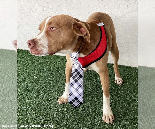 Medium Photo #3 American Staffordshire Terrier-Unknown Mix Puppy For Sale in San Diego, CA, USA