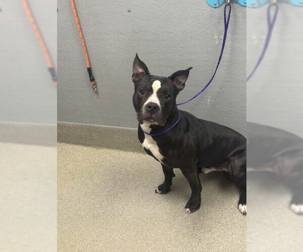Medium Photo #1 American Pit Bull Terrier-Unknown Mix Puppy For Sale in Las Vegas, NV, USA