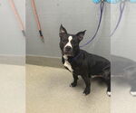 Small American Pit Bull Terrier Mix