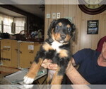 Small Photo #2 English Shepherd Puppy For Sale in LITTLE WASHINGTON, OH, USA