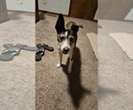 Small #2 Mutt