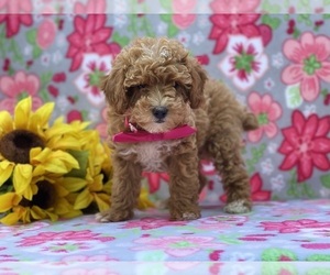 Bichpoo Puppy for sale in LANCASTER, PA, USA