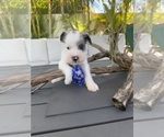 Small #2 Schnauzer (Miniature)