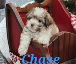 Puppy Chase Havanese