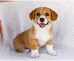 Puppy Sally Pembroke Welsh Corgi