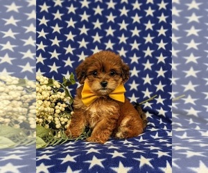 Poovanese Puppy for sale in LEOLA, PA, USA