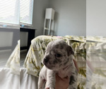 Small Photo #3 French Bulldog Puppy For Sale in KAHULUI, HI, USA