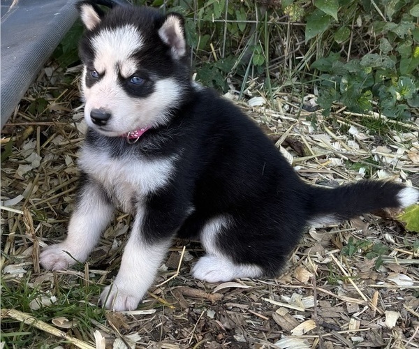 Medium Photo #2 Siberian Husky Puppy For Sale in WORTHINGTON, KY, USA