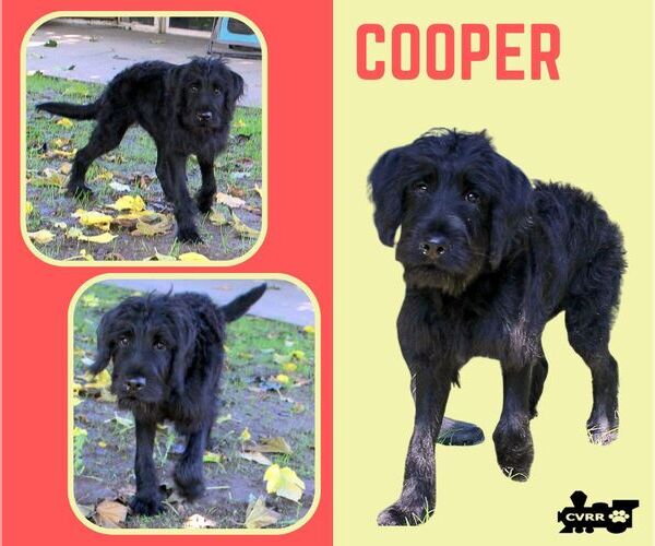 Medium Photo #1 Labradoodle Puppy For Sale in Lindsay, CA, USA